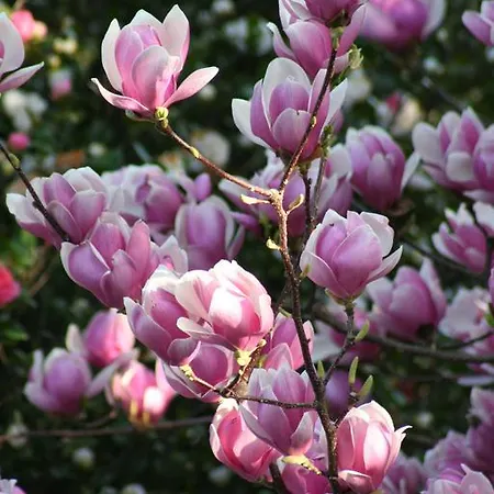 Irene - Casa Centro Ascona