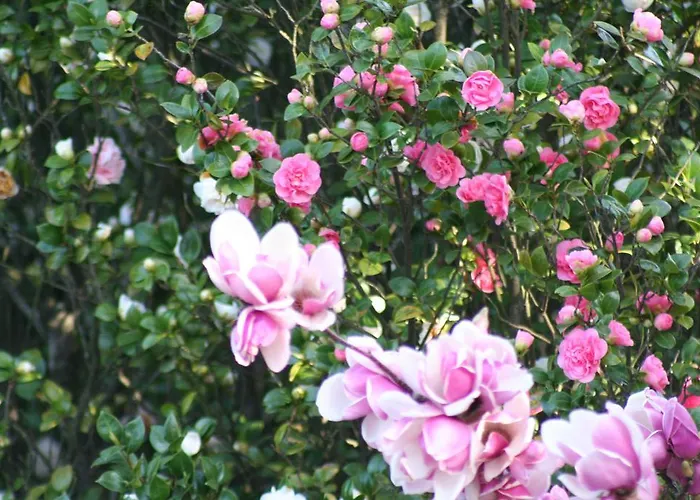 Irene - Casa Centro * Ascona